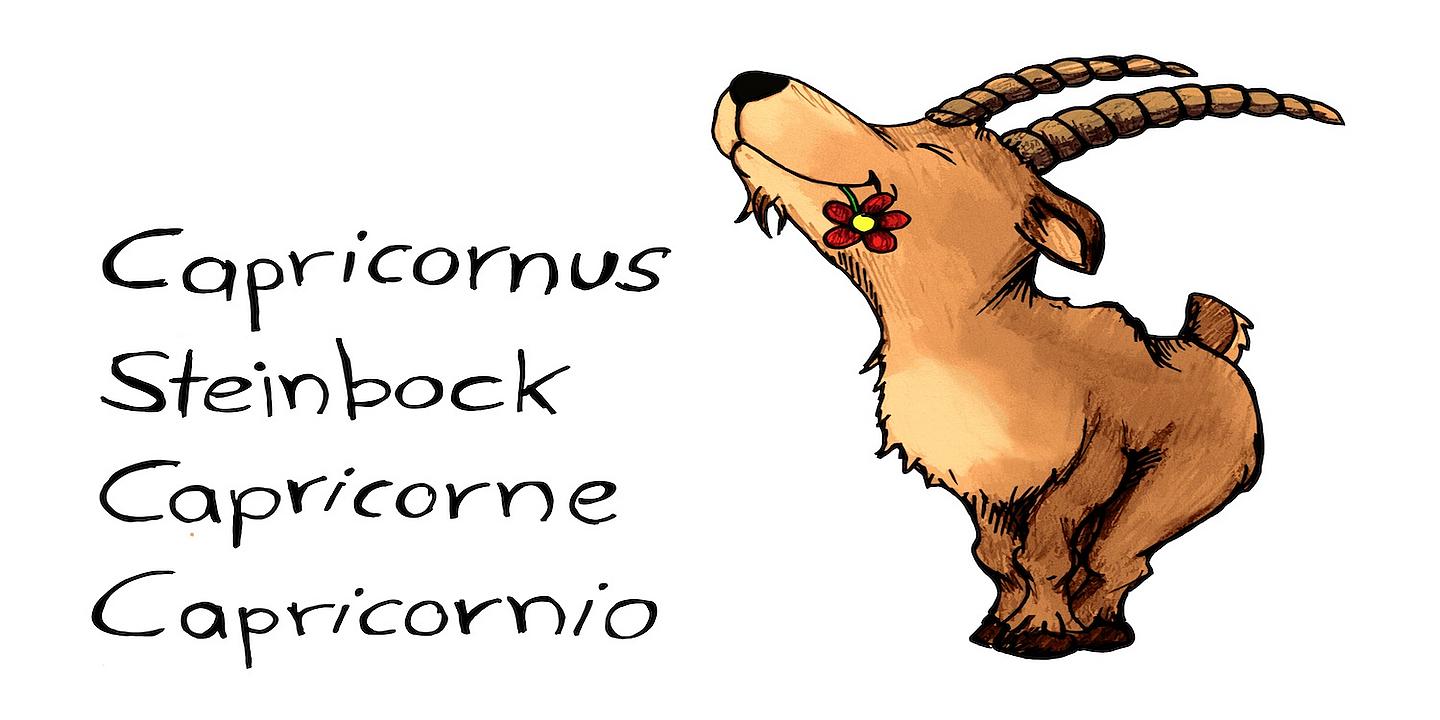 Das Tier Steinbock als Zeichnung. Links daneben das Wort Steinbock, Capricornus, Capricorne, Capricornio