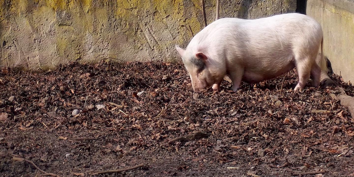 Schwein 