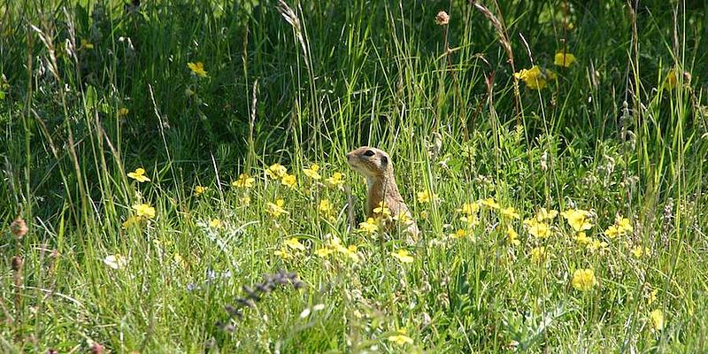 Ein Ziesel in der Perchtoldsdorfer Heide.