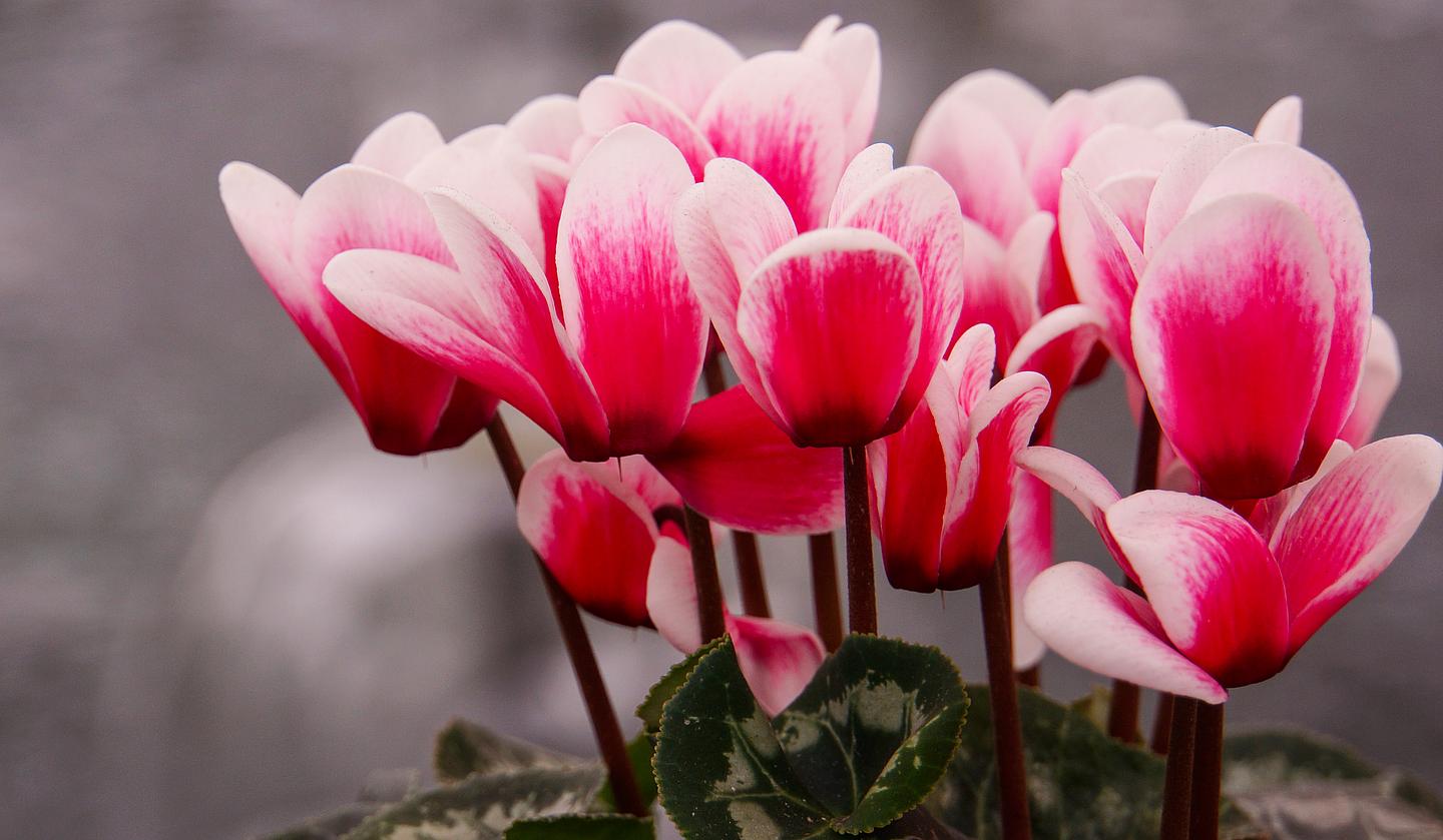 Rosa Alpenveilchen in einem Topf. Topf nicht sichtbar. Unten: Einige dunkelgrüne Blätter.