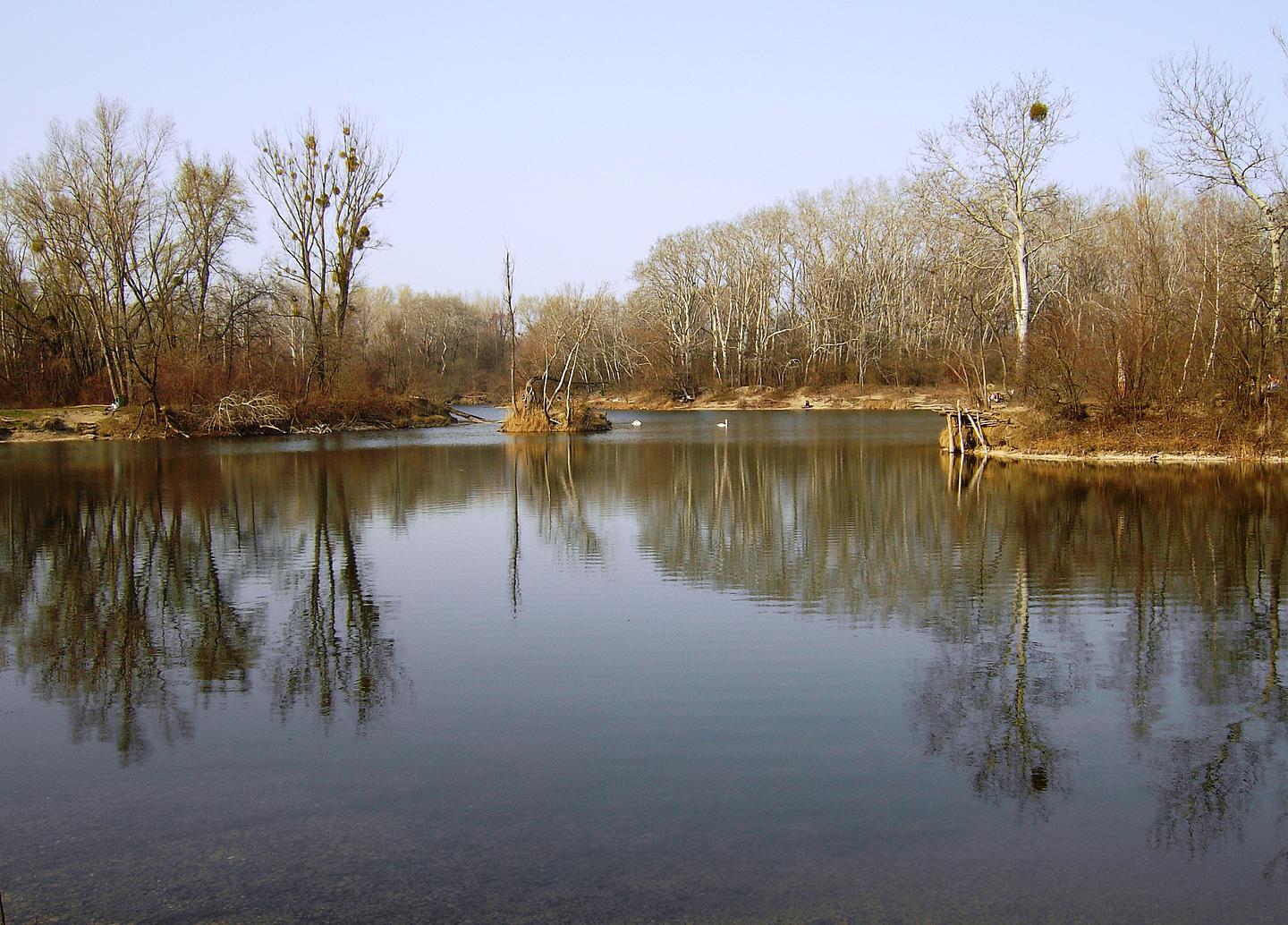 Gewässer und Bäume in der Lobau