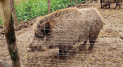 Ein Wildschwein ist durch einen Drahtzaun zu sehen