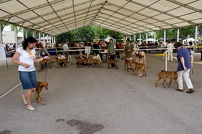 Hunde werden vor einer Jury an der Leine herumgeführt