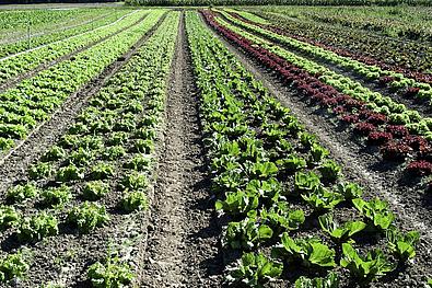 Feld mit Salat