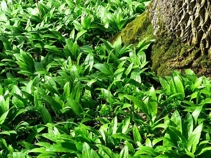 Bärlauch wächst um einen Baum herum