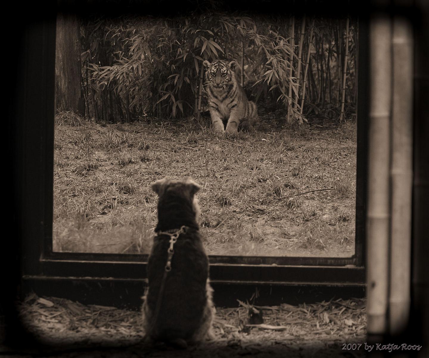 Ein Hund betrachtet einen Film auf der Leinwand