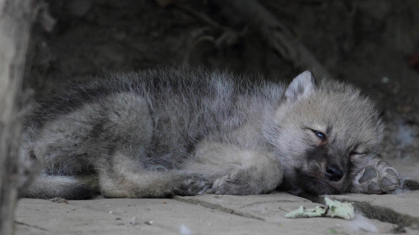 Schlafender junger Arktischer Wolf im Tiergarten Schönbrunn.