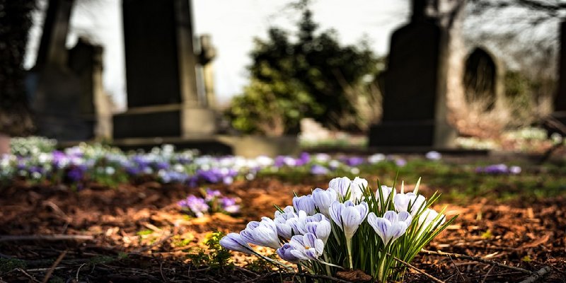 Bodendecker, wildwachsende Blumen im Hintergrund Grabsteine