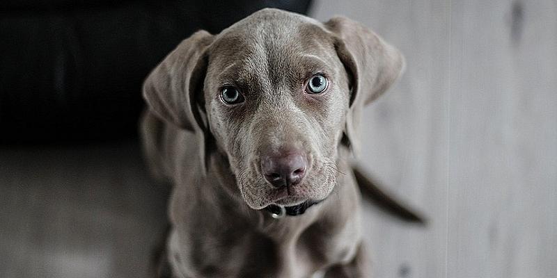 Kleiner Weimaraner Welpe der traurig in die Kamera schaut