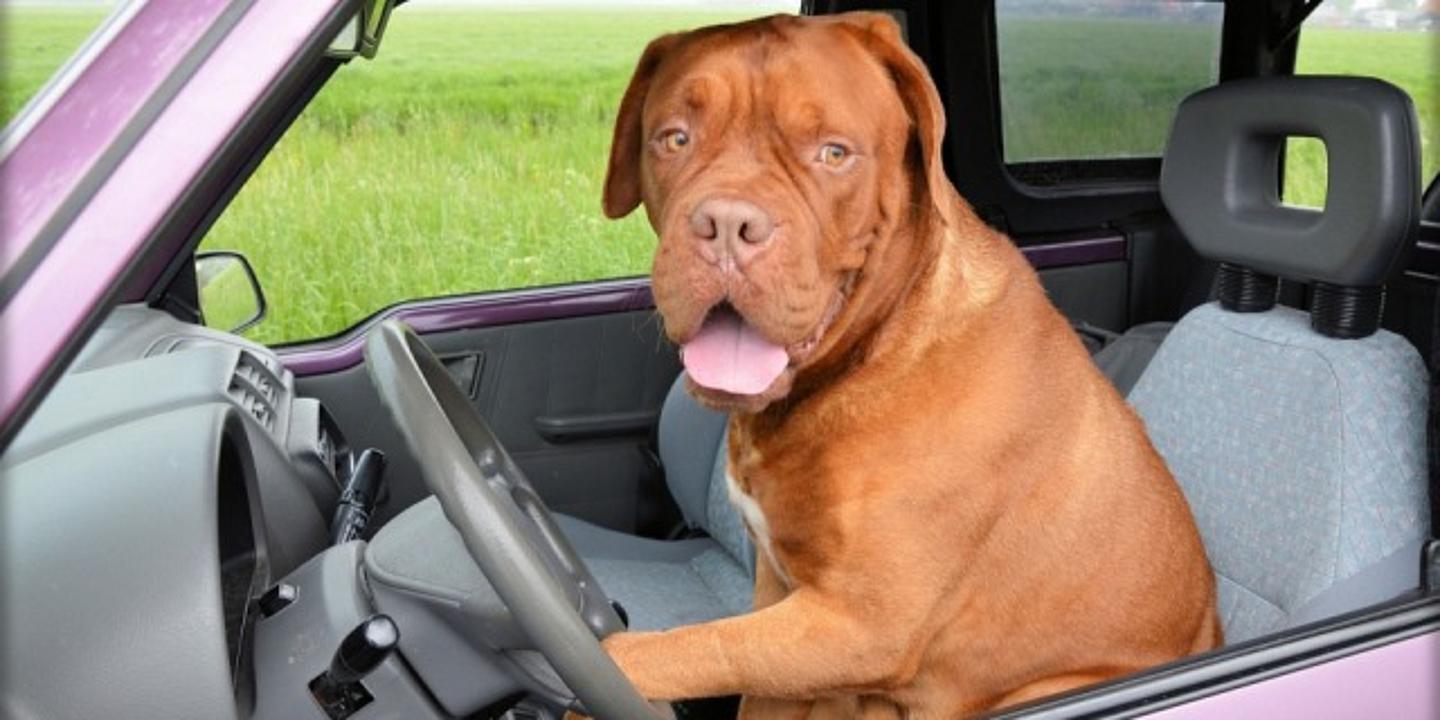 Großer orangener Hund sitzt hinterm Lenkrad