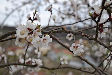 Erste Blüten im Frühling