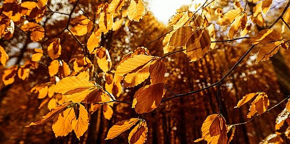 Nahaufnahme goldener Herbstblätter in einem Wald, dahinter strahlt die Sonne durch.