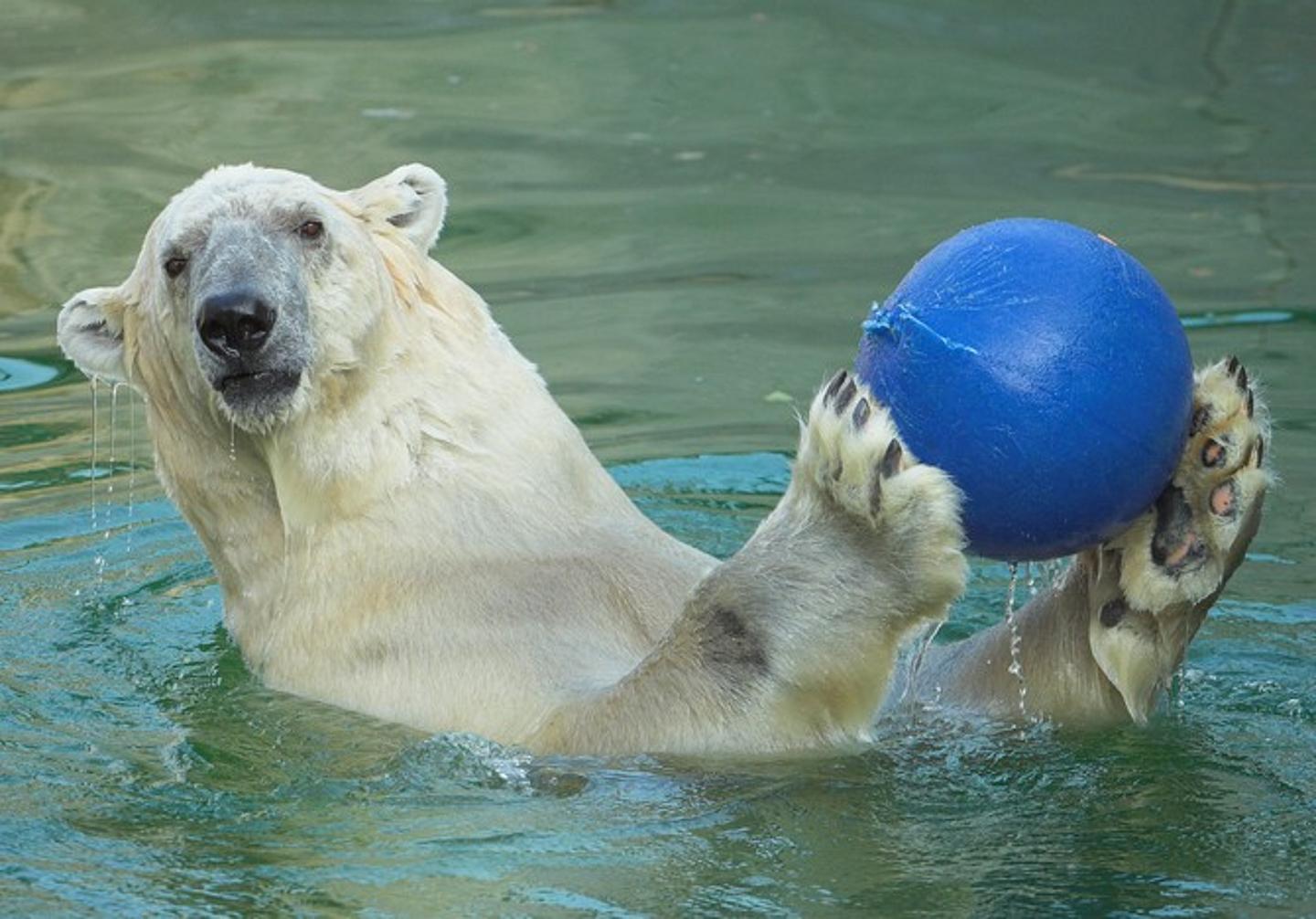 Eisbär-mit-Ball-im-Wasserbecken-in-Schönbrunn