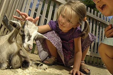 Zwei Kinder im Streichelzoo von Schlosshof, von denen eines eine Ziege streichelt