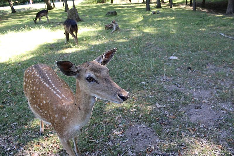 Reh im Wildgehege des Lainzer Tiergartens.