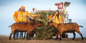 Christbaum entsorgen bei den Sammelstellen der MA 48, zwei Ziegen fressen alten Christbaum