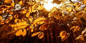 Nahaufnahme goldener Herbstblätter in einem Wald, dahinter strahlt die Sonne durch.