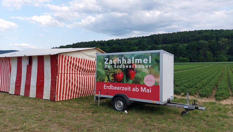 Das Bild zeigt ein Zelt und einen Anhänger vor einem Erdbeerfeld.