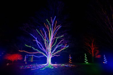 Baum mit Weihnachtsbeleuchtung bei Nacht