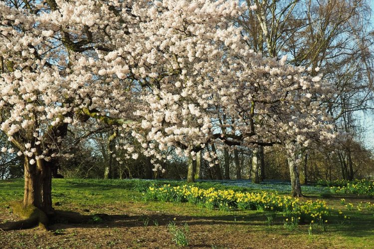 Baum in voller Blüte, Pollen fliegen durch die Luft.